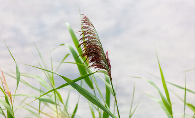 A tall, green plant with red flowers is growing in a field