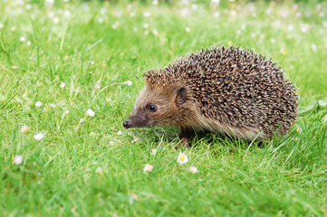 Wild european hedgehog on the meadow with daisy flowers looking for food in the garden. (Erinaceus europaeus) Natural gardening for wildlife protection concept. Copy space. Selected focus