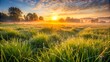 © nilawan - Sunrise over dewy grass in a serene landscape
