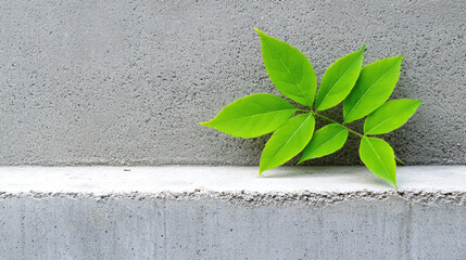 Fresh green leaves contrast beautifully against textured concrete wall, symbolizing natures resilience and potential for sustainable materials