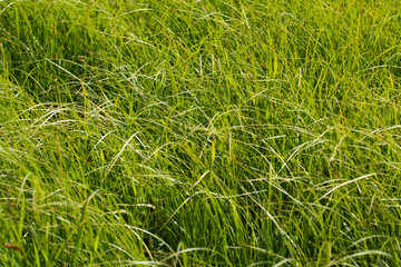 Long blades of tender grass in a meadow, background, wallpaper, nature.