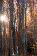 © yaqui_villegas - A radiant sun shines through tall tree trunks in a vibrant autumn forest, highlighting the contrast between the warm hues of foliage and the coolness of towering trees in Montseny Spain