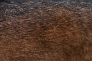 brown dog fur