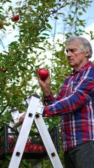 Sticker - Old man in bright shirt standing on the step ladder and gathering apples from a big tree. Season of harvesting fruit in the orchard. Vertical video