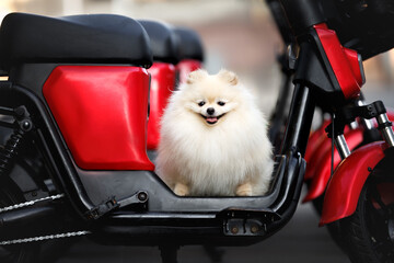 Wall Mural - cute pomeranian spitz dog posing on an electric bike in the city