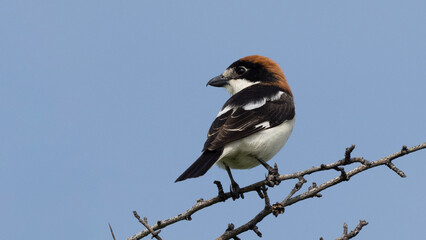 Woodchat shrike - Lanius senator