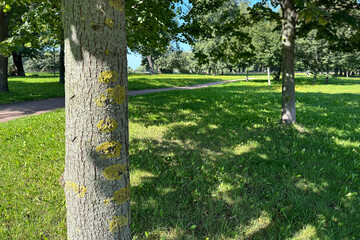 Moss on a tree trunk in a park on a bright summer sunny day, beautiful shadows on the lush green grass.