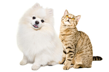 Wall Mural - Adorable spitz dog and  scottish straight cat sitting together isolated on white background