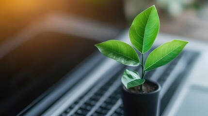 A vibrant green plant in a small pot sits on a laptop, symbolizing nature and technology together in a serene workspace.