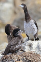 Poster - cormorant