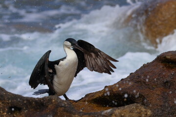 Poster - cormorant