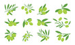© Lucky_Graphic & AI  - A Collection of Olive Branches with Green Olives and Leaves