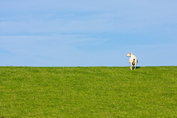 Shorn sheep on a levee under blue sky