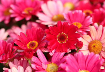 Marguerite daisy flowers. Botanical name  Argyranthemum  frutescens