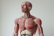 © Nataliia_Trushchenko - Man's body is shown in detail, with muscles, bones clearly visible. Human anatomy model on white background. Part of human body model with organ system. Human muscle model. Medical education concept.