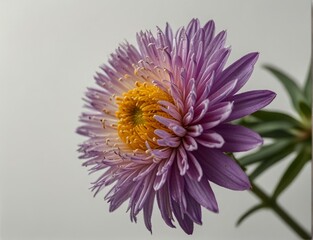 Symphyotrichum novi-belgii, purple asters on a white background