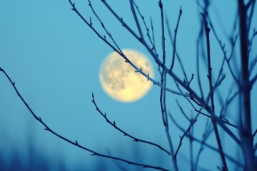 Wall Mural - full moon through tree branches