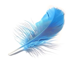 A vivid blue feather with delicate barbs isolated on a white background casting a gentle shadow