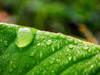 Macro of fresh young spring green leaf highlighted reveal green leaf texture sprinkled with water drops