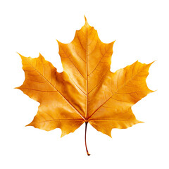 Wall Mural - Amber Maple Leaf isolated on transparent background