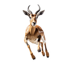 Wall Mural - antelope jumping isolated on transparent background