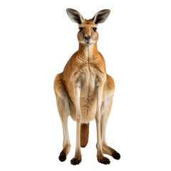 Wall Mural - australian kangaroo standing isolated on transparent background