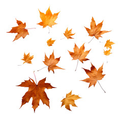 Wall Mural - Autumn Falling Leaves isolated on transparent background