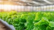 © N0X - A lush row of green lettuce growing in a bright greenhouse, showcasing healthy plants in a controlled environment.