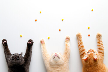 Contented cats lie on white background with their paws outstretched. There is cat food nearby