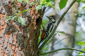 Woodpecker bringing food #4