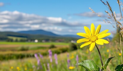 In summer, a colorful flower meadow with sunbeams, blue skies and bokeh lights contrasts with a background banner with copy space, a summer greeting card wildflowers spring concept.