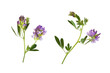 © Ortis - Set of Purple flowers and green leaves of lucerne (Medicago) isolated on white or transparent background