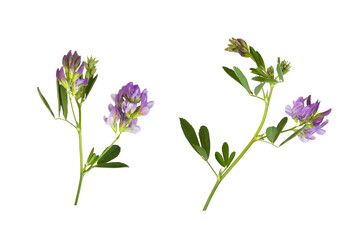 Wall Mural - set of purple flowers and green leaves of lucerne (medicago) isolated on white or transparent backgr