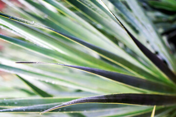 Wall Mural - A tropical evergreen plant against the blurred background, palm leaves closeup.