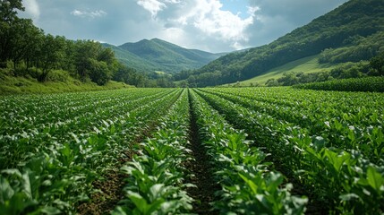 Poster - Green Fields of Tobacco