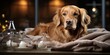 © Ole Studio - A golden dog resting on a plush blanket, surrounded by glass jars containing white objects, all illuminated by warm ambient light.