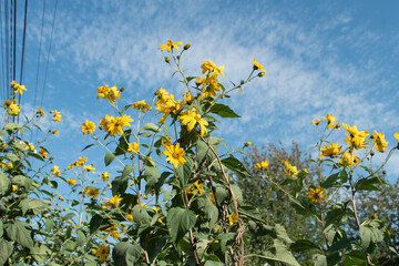 Yellow flowers of Jerusalem artichoke on blue sky background