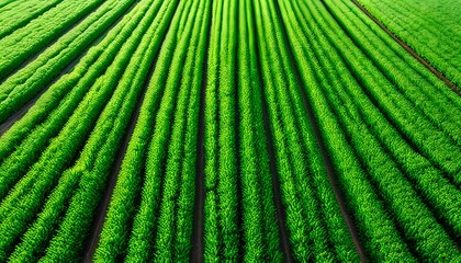 Vibrant expanse of lush green fields under a clear blue sky