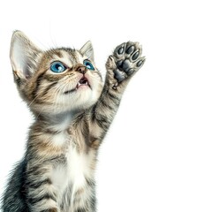 Canvas Print - Playful funny kitten looking up isolated on a white background. 