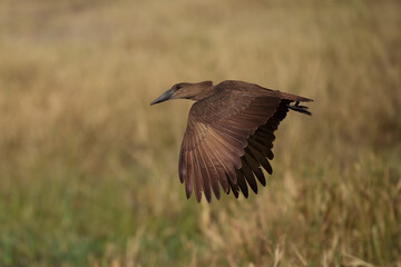 hamerkop - scopus umbretta medium-sized brown wading bird. it is the only living species in the genu