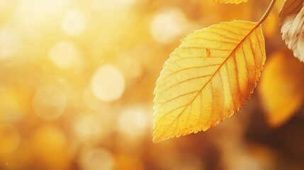 Poster - Golden Leaf in Soft Natural Light