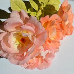 pinky - orange flowers of fragant rose from the garden 