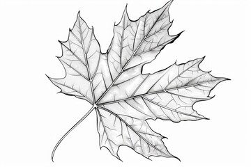 Coloring book illustration of a vibrant autumn maple leaf on a blank background Seasonal theme
