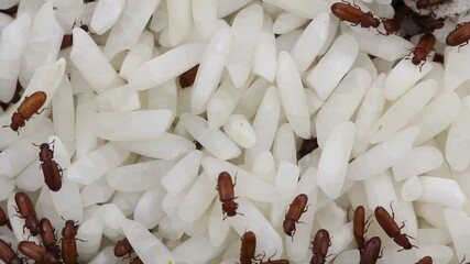 Wall Mural - The red flour beetle Tribolium castaneum on the rice grain. It is a worldwide pest of stored products, particularly food grains. 