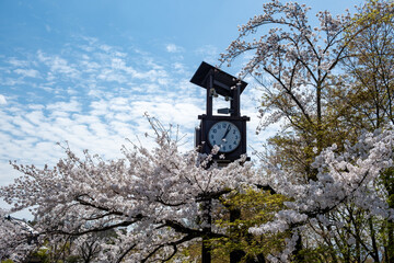  Outdoor clock and cherry blossoms in Kiyomizu dera temple, blue sky. Spring sakura season in Japan