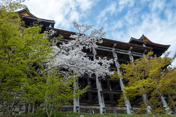 Wall Mural - Kiyomizu deraTemple in the Spring season, cherry blossoms and blue cloudy sky, Japan Kyoto