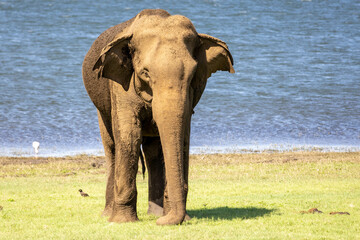 Wall Mural - Elephant in Sri Lanka