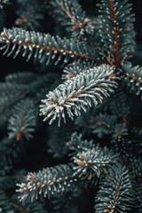 Wall Mural - A close-up shot of a pine tree covered in snow, great for winter scenes and nature photography