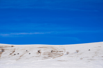 Wall Mural - Winter landscape with a herd of horses grazing on snowy slopes in steppes of Kazakhstan