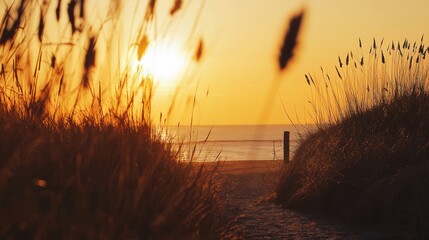 Sunset view through tall grass